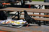 Alpine chough {Pyrrhocorax graculus} on picnic table with food, Bayern, Germany