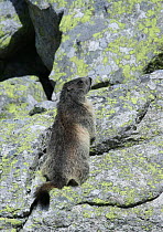 Alpine marmot {Marmota marmota} on rock with lichen, High Tatras, Slovakia.