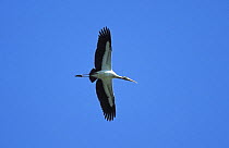 American wood ibis {Mycteria americana} in flight, Florida, USA
