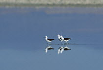 Three Andean avocet {Recurvirostra andina} wading in shallow water, Solar de Atacama, Chile