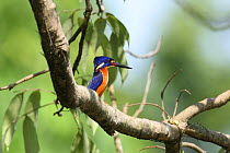 Blue eared kingfisher {Alcedo meninting} perched in tree, Bogor, Java, Indonesia