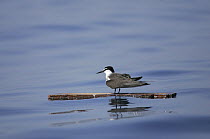 Bridled tern {Sterna anaethetus} on plank at sea, off the coast of Muscat, Oman