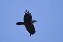 Brown necked raven {Corvus ruficollis} in flight, Muscat, Oman