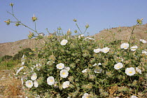 Convolvulus acanthocladus {Convolvulacea} in bloom, Ras Al Khaimah, UAE