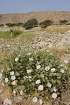 Convolvulus acanthocladus {Convolvulacea} in bloom, wadi in background, Ras Al Khaimah, UAE
