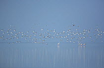 Crab plovers {Dromas ardeola} flock in flight over flamingos with reflections in water, Barr Al Hikman, Oman