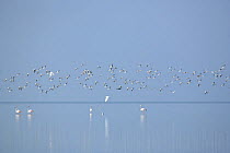 Crab plovers {Dromas ardeola} flock in flight over water and flamingos, Barr Al Hikman, Oman
