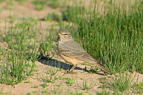 Desert lark {Ammomanes deserti} amongst grass, Musandam, Oman
