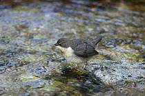 Dipper {Cinclus cinclus} juvenile in water, High Tatras, Slovakia
