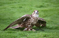 Lanner falcon {Falco biarmicus} captive falconry bird, Al Ain, United Arab Emirates