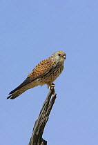 Lesser kestrel {Falco naumanni} female perched on branch, Sayq Plateau, Oman