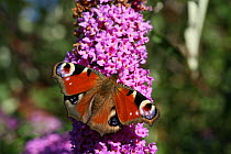 Peacock butterfly {Inachis io} on butterfly bush / Buddleia plant, Bayern, Germany.