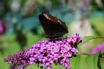 Peacock butterfly {Inachis io} on Butterfly bush / Buddleia plant, Bayern, Germany
