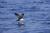 Persian shearwater {Puffinus persicus} in flight over sea, off Muscat, Oman