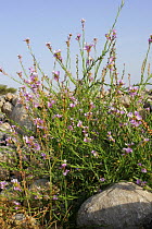 Spanish pink mustard {Erucaria hispanica} in bloom, Ras Al Khaimah, United Arab Emirates