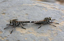 Robber fly {Asilidae} pair mating, Oman