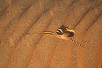 Animal tracks in sand dune ripples, Liwa, UAE