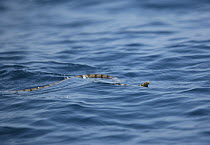 Sea snake {Hydrophis spindalis} swimming on sea surface, Oman