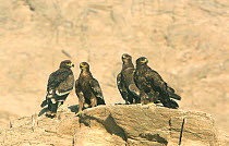 Four steppe eagles {Aquila rapax nipalensis} on rock, Muscat, Oman