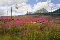 Landscape years after storm flattened all trees, High Tatra Mountains, Slovakia