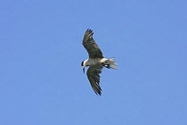White cheeked tern {Sterna repressa} hovering, Jebel Dhanna, Abu Dhabi, United Arab Emirates