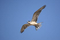 White cheeked tern {Sterna repressa} in flight in winter plumage, Jebel Dhanna, Abu Dhabi, United Arab Emirates