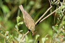 Willow warbler {Phylloscopus trochilus} with insect in beak, Denmark