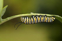 Monarch butterfly (Danaus plexippus) caterpillar on Milkweed stalk {Asclepias syriaca}, Wisconsin, USA.