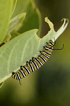 Monarch butterfly (Danaus plexippus) caterpillar feeding on Milkweed leaf {Asclepias syriaca}, Wisconsin, USA.
