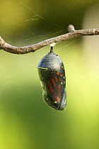 Monarch butterfly (Danaus plexippus) chrysalis with pre-emergent butterfly visible inside, Wisconsin, USA. Sequence 1/9.