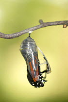 Monarch butterfly (Danaus plexippus) butterfly emerging from chrysalis, Wisconsin, USA. Sequence 2/9.
