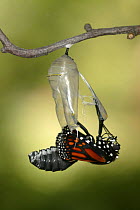 Monarch butterfly (Danaus plexippus) butterfly emerging from chrysalis, Wisconsin, USA. Sequence 3/9.