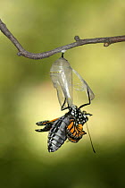 Monarch butterfly (Danaus plexippus) butterfly emerging from chrysalis, wings folded, Wisconsin, USA. Sequence 4/9.