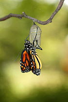 Monarch butterfly (Danaus plexippus) butterfly emerging from chrysalis, wings unfolding, Wisconsin, USA. Sequence 5/9.