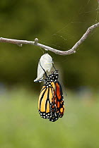 Monarch butterfly (Danaus plexippus) butterfly emerging from chrysalis, wings unfolding, Wisconsin, USA. Sequence 6/9.