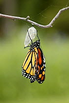 Monarch butterfly (Danaus plexippus) butterfly emerging from chrysalis, wings unfolding, Wisconsin, USA. Sequence 7/9.