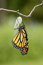 Monarch butterfly (Danaus plexippus) butterfly newly emerged from chrysalis, wings almost completely unfolded, Wisconsin, USA. Sequence 8/9.