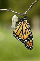 Monarch butterfly (Danaus plexippus) butterfly newly emerged from chrysalis, drying wings, Wisconsin, USA. Sequence 9/9.