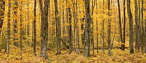 Upland Sugar Maple (Acer saccharum) forest in autumn, Porcupine Mountains State Park, Upper Peninsula, Michigan, USA