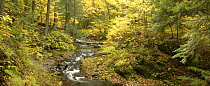 Little Carp River and autumn woodland, Porcupine Mountains State Park, Upper Peninsula, Michigan, USA