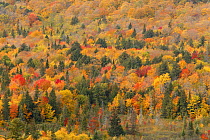 Aerial view of  mixed deciduous and coniferous trees in early autumn, Porcupine Mountains State Park, Upper Peninsula, Michigan, USA