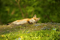Red Fox (Vulpes vulpes) cub stretched out in sun near to den, Wisconsin, USA