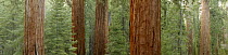 Deep red trunks of mature Giant sequoia trees (Sequoiadendron giganteum) surrounded by smaller green pines, General Grant Grove, Kings Canyon National Park, California, USA