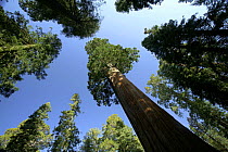 Looking up the trunk of Giant Sequoia tree(Sequoiadendron giganteum) Western Slope Sierra Nevada Mnts, Kings Canyon National Park, California, USA. Did you know? Sequoias were named after Sequoyah, th...