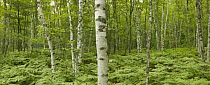 Paper Birch (Betula papyrifera) forest, Twelve mile beach, Pictured Rocks National Lakeshore, Lake Superior, Upper Peninsula, Michigan, USA