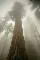 Towering trunk of Giant Sequoia tree (Sequoiadendron giganteum) in fog, Western Slope Sierra Nevada Mnts, Sequoia National Park, California, USA