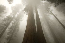 Towering trunks of Giant Sequoia tree (Sequoiadendron giganteum) in fog, Western Slope Sierra Nevada Mnts, Sequoia National Park, California, USA