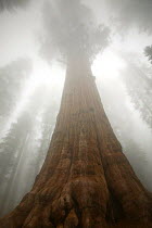 Towering trunk of Giant Sequoia tree (Sequoiadendron giganteum) in fog, Western Slope Sierra Nevada Mnts, Sequoia National Park, California, USA