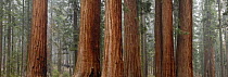 Trunks of Giant Sequoia trees (Sequoiadendron giganteum) with smaller trees behind, Western Slope Sierra Nevada Mnts, Sequoia National Park, California, USA