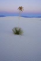 Pink pre-dawn light on Soaptree yucca (Yucca elata) growing on rippled covered white sand dune, White Sands National Park, Chihuahuan Desert, New Mexico, USA